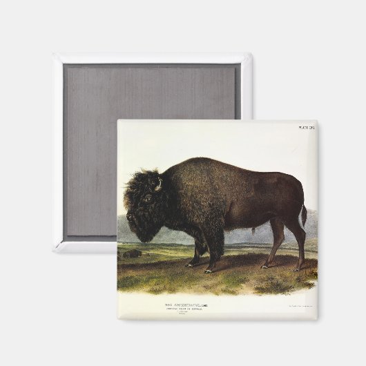 American Bison, oder Buffalo (Bison bison) - Audub Magnet (Vorderseite/Rückseite)