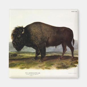 American Bison, oder Buffalo (Bison bison) - Audub Magnet