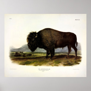American Bison, oder Buffalo (Bison bison) - Audub Poster