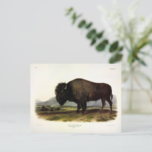 American Bison, oder Buffalo (Bison bison) - Audub Postkarte (Stehend Vorderseite)