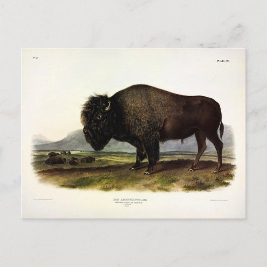 American Bison, oder Buffalo (Bison bison) - Audub Postkarte (Vorderseite)