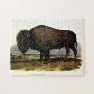 American Bison, oder Buffalo (Bison bison) - Audub Puzzle