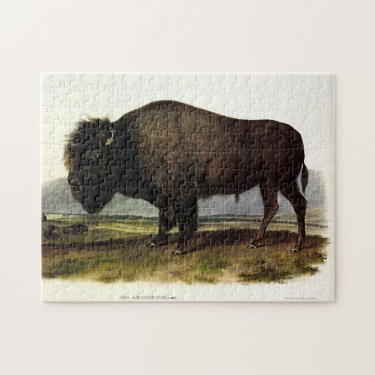 American Bison, oder Buffalo (Bison bison) - Audub Puzzle (Horizontal)