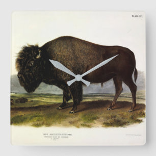 American Bison, oder Buffalo (Bison bison) - Audub Quadratische Wanduhr