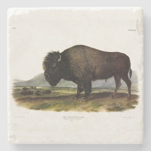 American Bison, oder Buffalo (Bison bison) - Audub Steinuntersetzer (Vorderseite)
