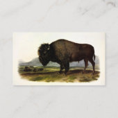 American Bison, oder Buffalo (Bison bison) - Audub Visitenkarte (Rückseite)