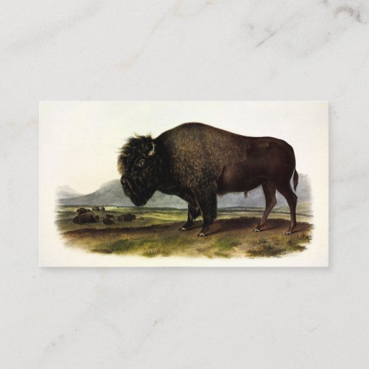 American Bison, oder Buffalo (Bison bison) - Audub Visitenkarte (Rückseite)