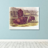 American Bison oder Buffalo Leinwanddruck (Insitu (Holzboden))
