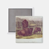 American Bison oder Buffalo Magnet (Vorderseite/Rückseite)
