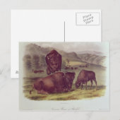 American Bison oder Buffalo Postkarte (Vorne/Hinten)