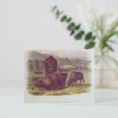 American Bison oder Buffalo Postkarte (Stehend Vorderseite)