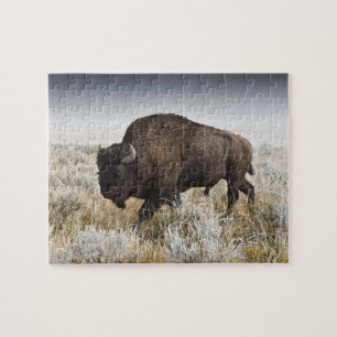 American Bison oder Buffalo Puzzle