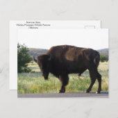 American Bison Oklahoma Postcard Postkarte (Vorne/Hinten)