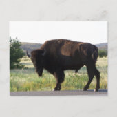 American Bison Oklahoma Postcard Postkarte (Vorderseite)