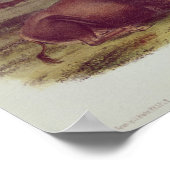 American Bison or Buffalo Poster (Ecke)