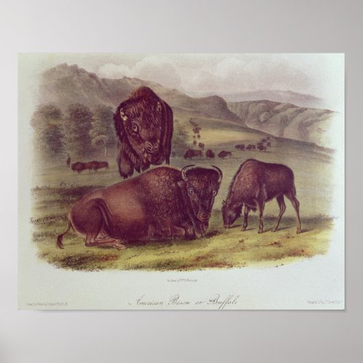American Bison or Buffalo Poster (Vorne)