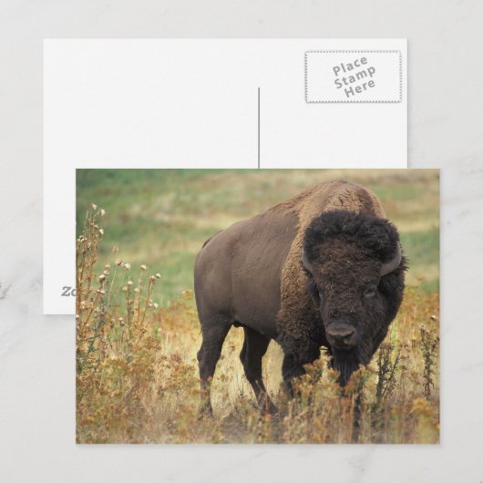American Bison Postcard Postkarte (Vorne/Hinten)