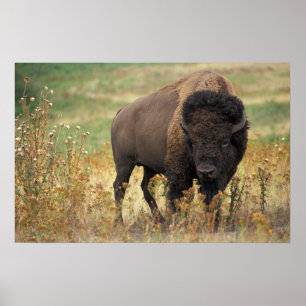 American Bison Poster