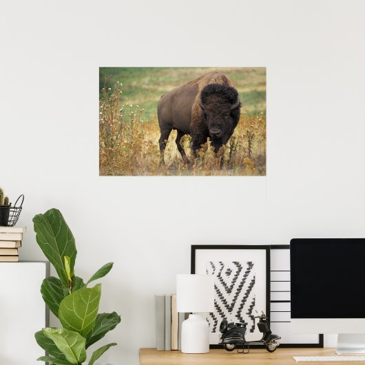 American Bison Poster (Heimbüro)
