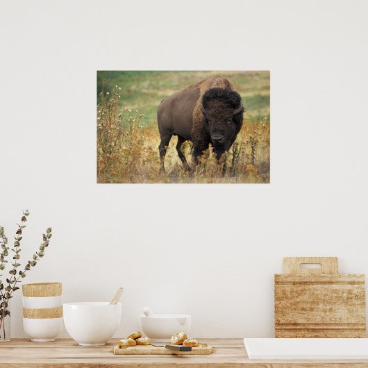American Bison Poster (Küche)