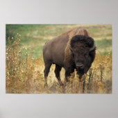 American Bison Poster (Vorne)