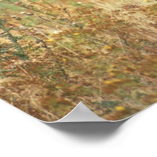 American Bison Poster (Ecke)