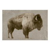 American Bison Poster (Vorderseite)