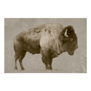 American Bison Poster