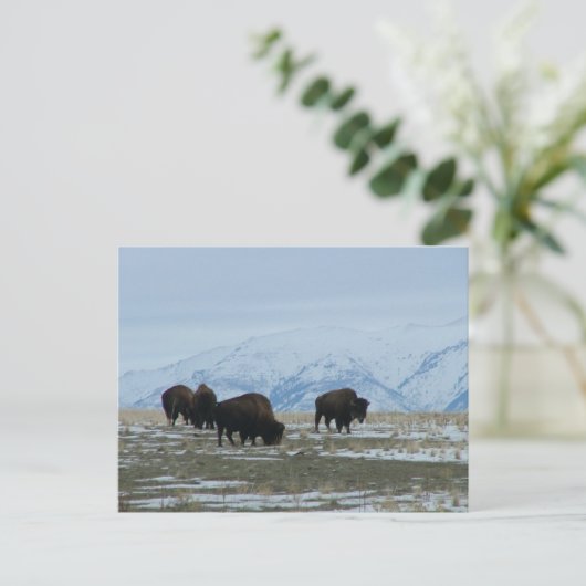 American Bison Postkarte (Stehend Vorderseite)
