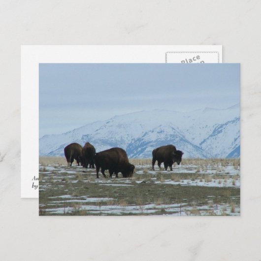 American Bison Postkarte (Vorne/Hinten)