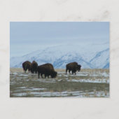 American Bison Postkarte (Vorderseite)