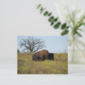 American Bison Postkarte (Stehend Vorderseite)