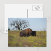 American Bison Postkarte (Vorne/Hinten)