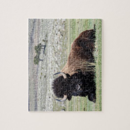 American Bison Puzzle (Vertikal)