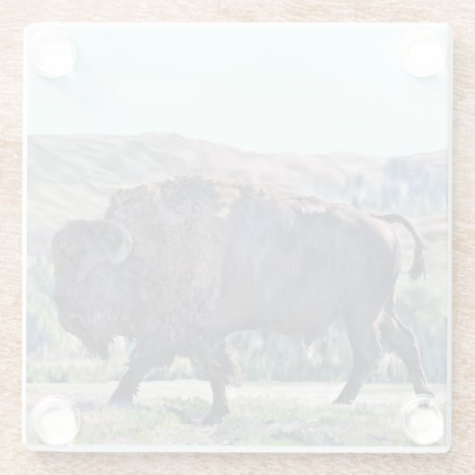 American Bison Roaming in Grassland Glasuntersetzer (Rückseite)