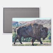 American Bison Roaming in Grassland Magnet (Vorderseite/Rückseite)