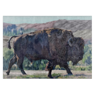 American Bison Roaming in Grassland Schneidebrett