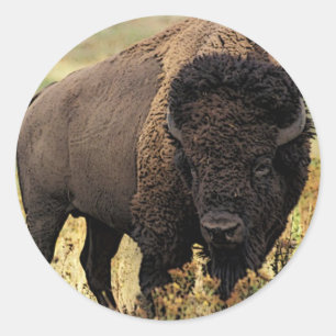 American Bison Runder Aufkleber