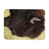 American Bison, South Dakota Magnet (Horizontal)