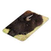American Bison, South Dakota Magnet (Linke Seite)