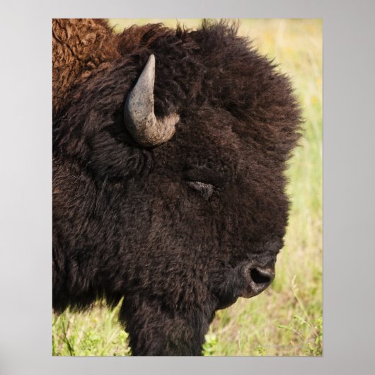 American Bison, South Dakota Poster (Vorne)