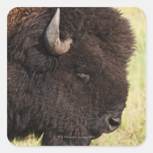 American Bison, South Dakota Quadratischer Aufkleber