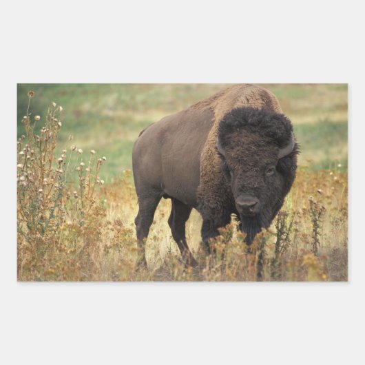 American Bison Stickers (Vorderseite)