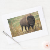 American Bison Stickers (Umschlag)