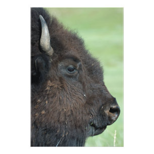 American Bison Up Nah - Wildlife Fotografy Fotodruck
