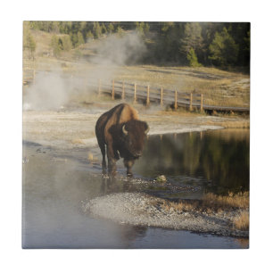 American Bison Yellowstone Wildlife Fotografy Fliese