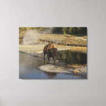 American Bison Yellowstone Wildlife Fotografy