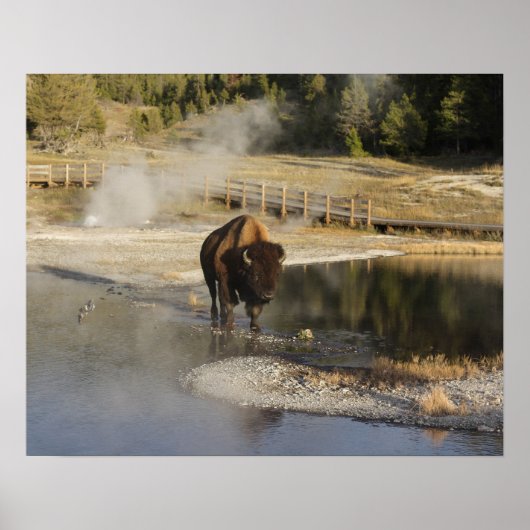 American Bison Yellowstone Wildlife Fotografy Poster (Vorne)
