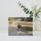 American Bison Yellowstone Wildlife Fotografy Postkarte (Stehend Vorderseite)