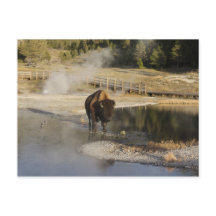 American Bison Yellowstone Wildlife Fotografy